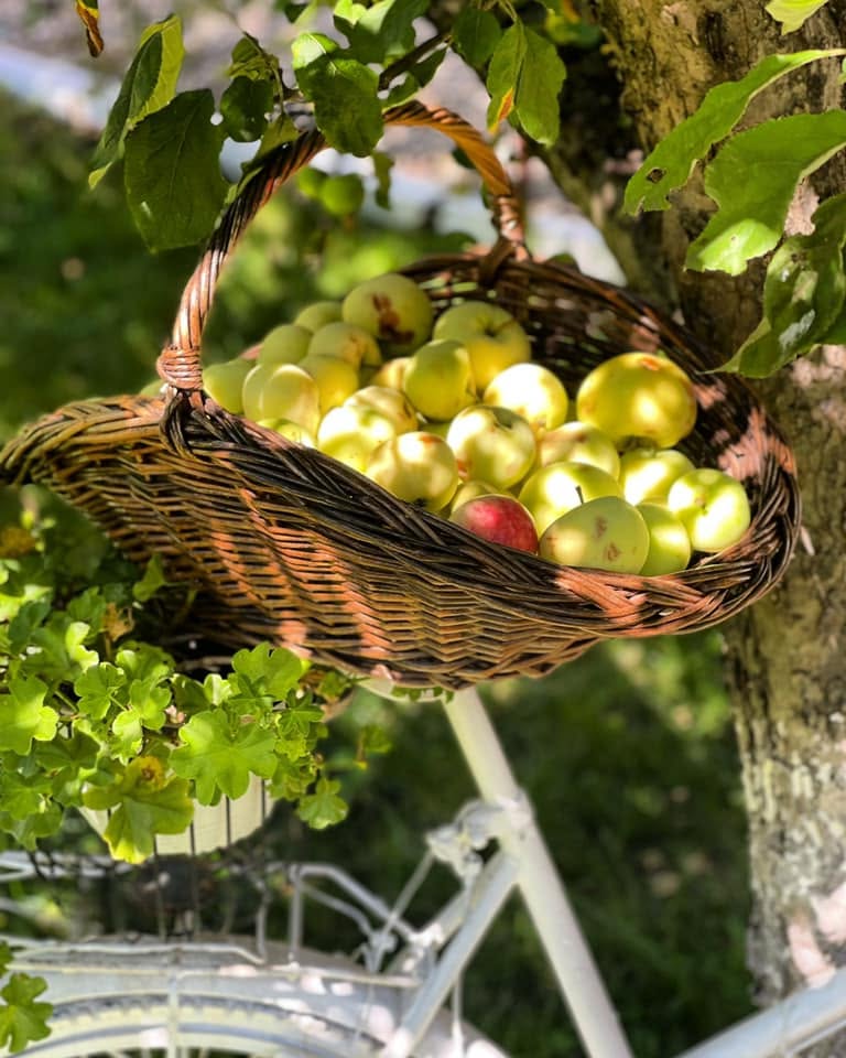 Coș cu mere verzi în grădina Casei Roșca vara, Sighișoara