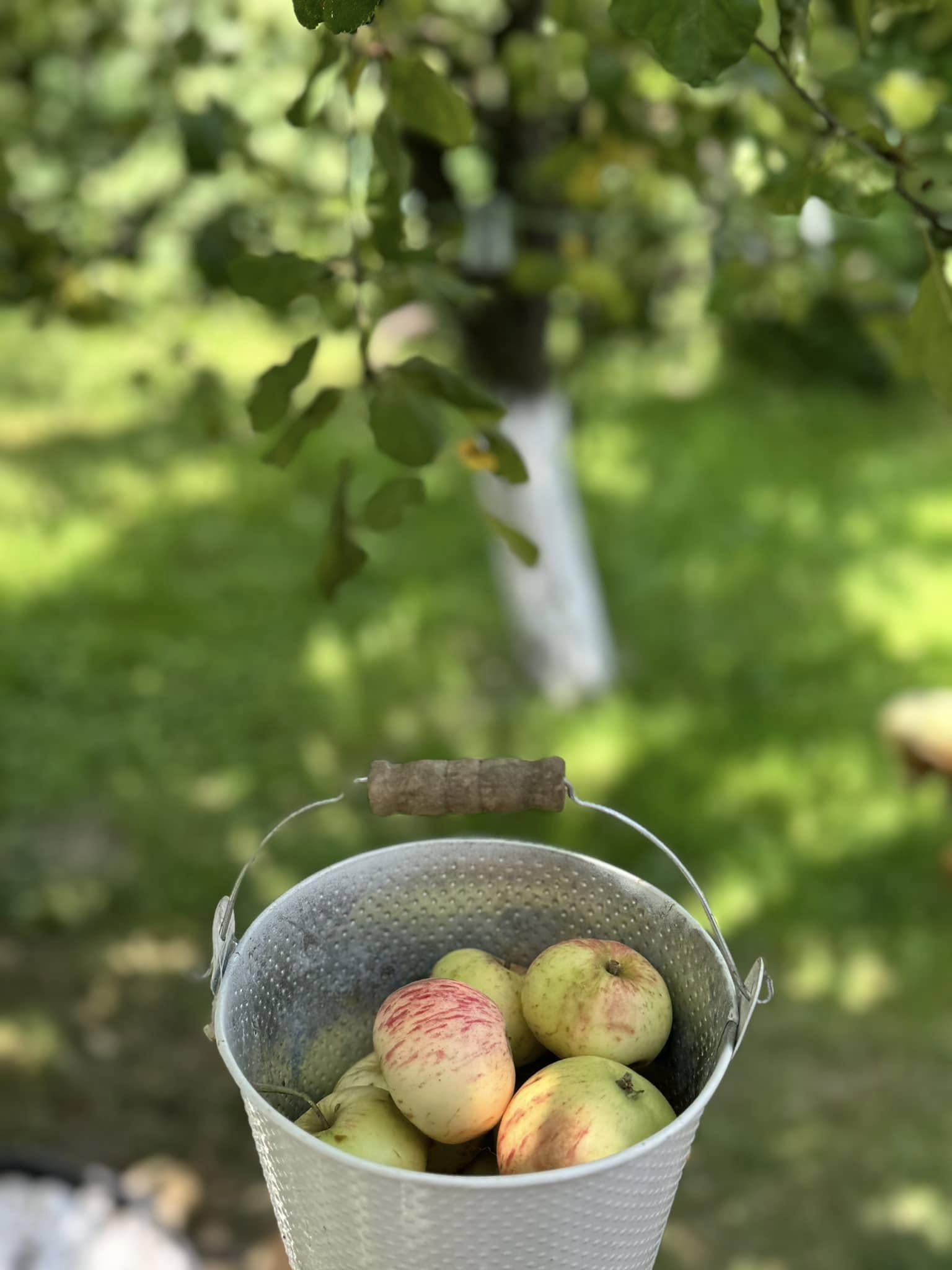 Mere din grădina Casei Roșca, toamna la Sighișoara